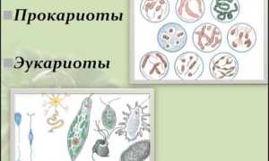 Кто такие эукариоты? Являются ли они бактериями?