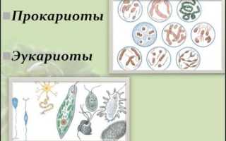 Кто такие эукариоты? Являются ли они бактериями?