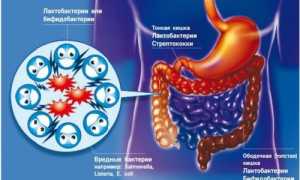 Почему кишечник человека не может функционировать без бактерий