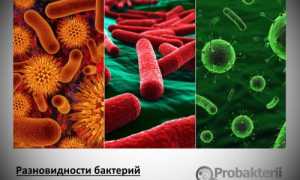 Откуда берется энергия нитрифицирующих бактерий?
