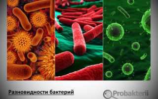 Откуда берется энергия нитрифицирующих бактерий?