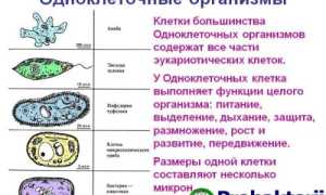 Эти уникальные одноклеточные бактерии