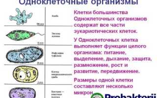 Бактерии и амебы: в чем разница?