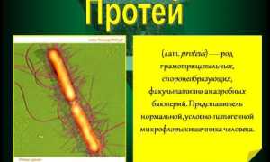 Переменчивый протей – возбудитель опасной болезни или бактерия нормальной микрофлоры?