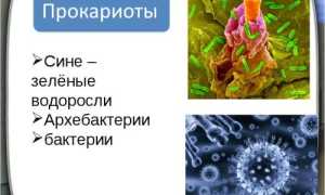 Почему бактерий относят к доядерным организмам и какие группы бывают
