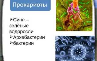 Признаки, по которым различают бактерии