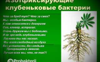 Как живут и размножаются клубеньковые бактерии
