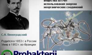 Бактериям-хемосинтетикам свет Солнца не нужен