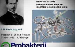 Особенности питания бактерий-хемосинтетиков