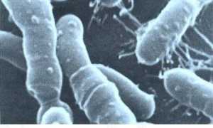 В чем состоит помощь Propionibacterium для человека
