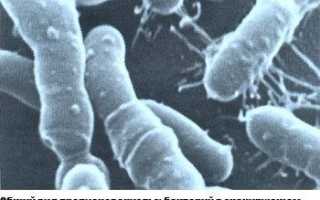В чем состоит помощь Propionibacterium для человека