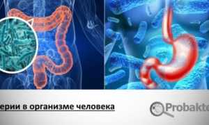 Бактерии – необходимые элементы в пище