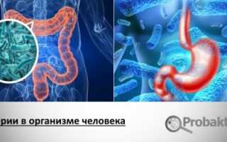 Бактерии – необходимые элементы в пище