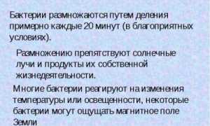 В чем заключается особенность роста и размножения бактериальных клеток