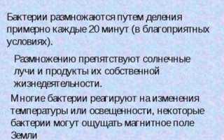 В чем заключается особенность роста и размножения бактериальных клеток