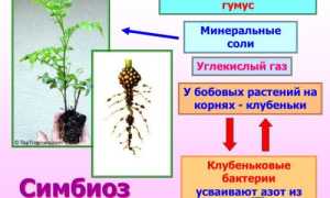 Симбиоз бактерий: как прожить с пользой
