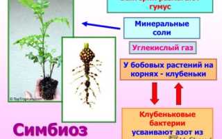 Симбиоз бактерий: как прожить с пользой