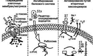 Бактерии, которые являются возбудителями опасных инфекционных заболеваний