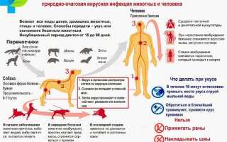 Вакцина против бешенства: схемы лечения, противопоказания