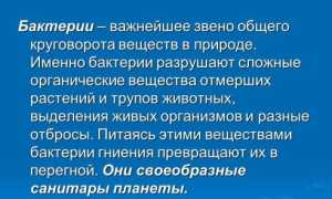 Какие бактерии являются санитарами нашей планеты?