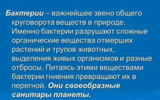 Какие бактерии являются санитарами нашей планеты?