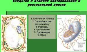 Какие сходства есть у клеток животных и бактерий