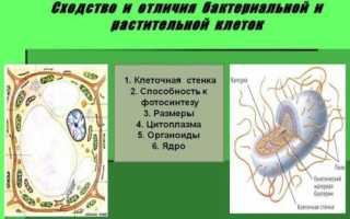 Какие сходства есть у клеток животных и бактерий