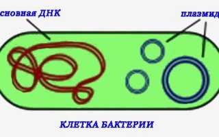 Роль молекулы ДНК в бактериальной клетке: просто о сложном