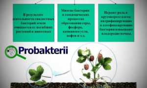 Что делают различные бактерии в нашей жизни