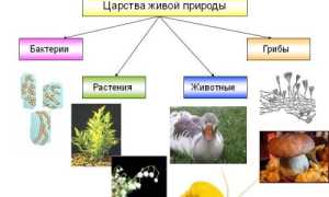 Кратко о биологии: свойства растений, бактерий, грибов и лишайников