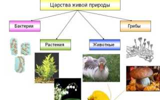 Бактерии, грибы, водоросли и простейшие животные имеют много общего, что является еще одним доказательством эволюции