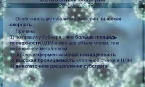 Метаболизм, или За счет чего живут бактерии
