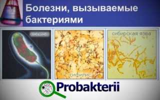 Бактерии, вызывающие развитие инфекционных заболеваний