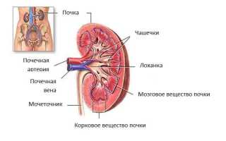 Ткани основной паренхимы. Происхождение, классификация, размещение в растительном организме, выполняемые функции.