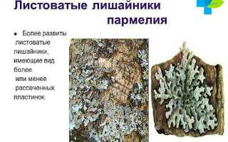 Лечебные свойства лишайника пармелии: показания и противопоказания, популярные рецепты