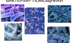Бактерии – лучшие помощники человека