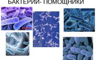 Бактерии – лучшие помощники человека