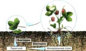 Бактерии и их роль в функционировании живой природы