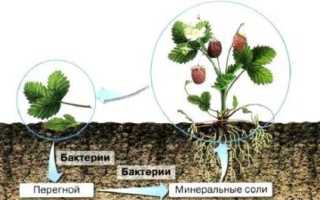 Бактерии и их роль в функционировании живой природы
