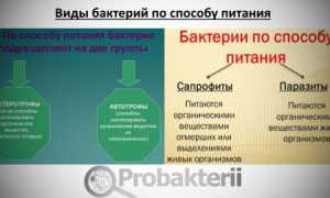 Роль и значение бактерий-сапротрофов в природе