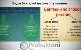 Роль и значение бактерий-сапротрофов в природе