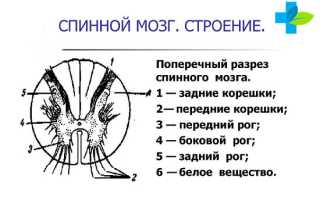 Расположение спинного мозга: функции и строение