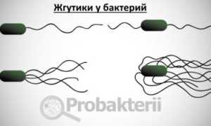 Для чего нужны жгутики бактериям и в чем их отличие от пилей, ворсинок, фимбрий