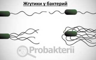 Для чего нужны жгутики бактериям и в чем их отличие от пилей, ворсинок, фимбрий