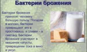 Брожение – энергия для бактерий, польза для человека