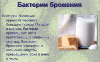 Брожение – энергия для бактерий, польза для человека