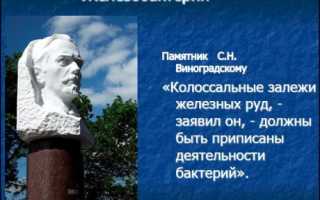 Железобактерии – загадочные организмы, превращающие железо в руду