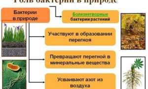 Возможна ли жизнь без бактерий на планете Земля?