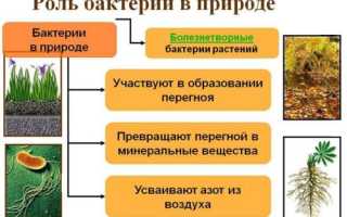 Возможна ли жизнь без бактерий на планете Земля?