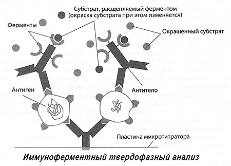Схема иммуноферментного метода анализа Схема иммуноферментного метода анализа